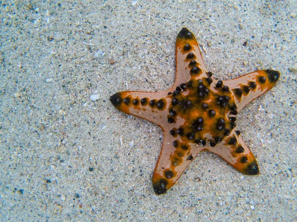 Orange starfish in sea water banner template. Tropical sea water during low tide. Seashore underwater animal. Pillow star fish on white sand. Coral beach and marine animal. Star fish on seashore photo