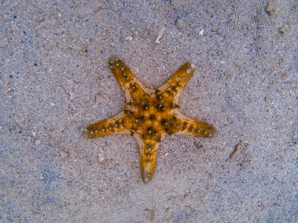 Оранжевая Морская Звезда Белом Песке Морской Воде Тропическая Морская Вода — стоковое фото