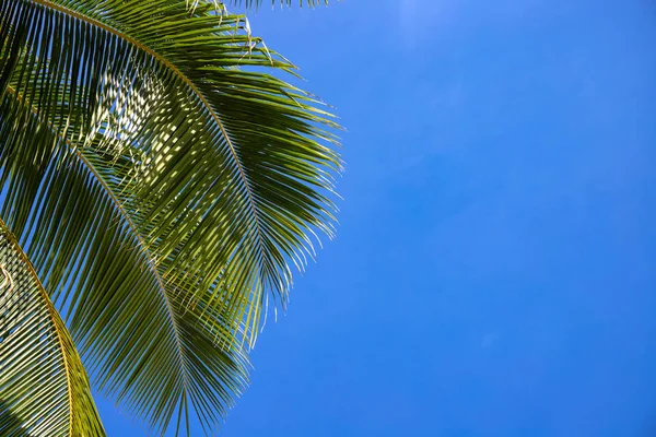 Hoja Palma Coco Brillante Paisaje Cielo Azul Plantilla Banner Paraíso — Foto de Stock