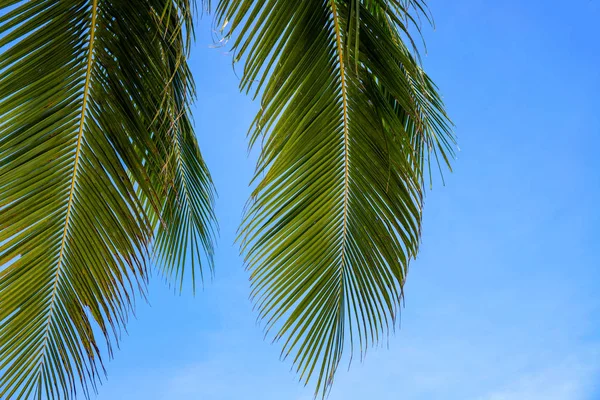 Coco palm leaf and bright blue sky landscape. Sunny tropical paradise banner template with text place. Green palm leaf minimalist photo. Exotic place for vacation. Summer holiday escape destination
