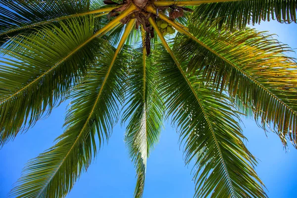 Coco palm crown and blue sky photo. Palm tree top view. Green palm leaf natural ornament. Exotic place for vacation. Summer holiday escape destination. Sunny tropical paradise banner template