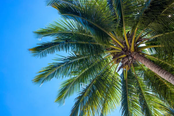 Vivid coco palm and blue sky landscape. Palm tree top view. Green palm leaf natural ornament. Exotic place for vacation. Summer holiday escape destination. Sunny tropical paradise banner template