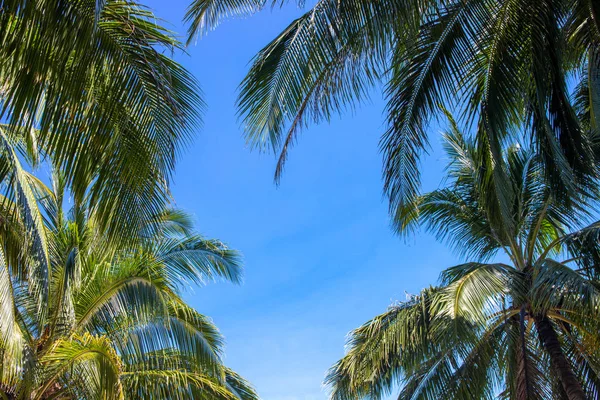 Coco palm crowns on blue sky. Palm tree top natural frame. Green palm tropical landscape photo. Exotic place for vacation. Summer holiday escape destination. Sunny tropical paradise banner template