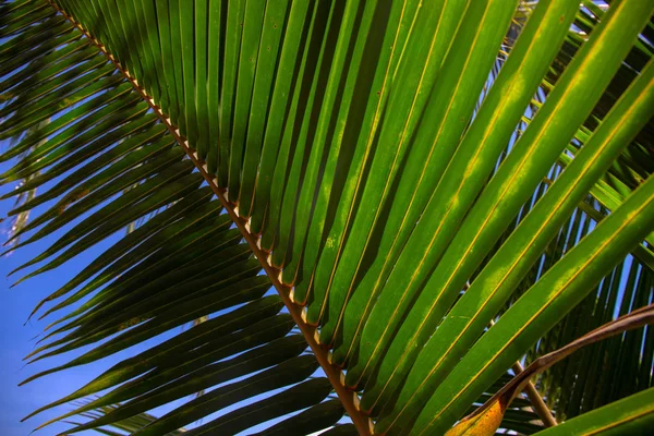 Coco palm leaf closeup on blue sky background. Natural palm leaf, Sunny tropical landscape. Exotic vacation. Summer holiday travel. Tropic escape destination. Sunny tropical paradise banner template