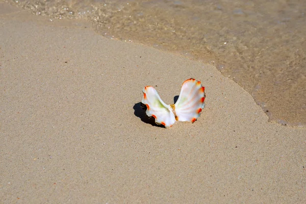 모래사장에 바닷물 있습니다 개념입니다 해변의 조개입니다 해변의 결혼식 장소가 이색적 — 스톡 사진