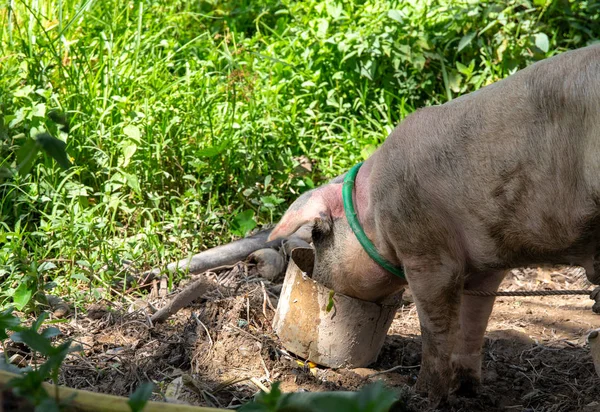 Pig eating from a basket, rural outdoor scene. Farm animal in natural environment. South Asia agriculture tradition. Pink pig feeding on farm. Livestock growing in rural land. Domestic animal closeup