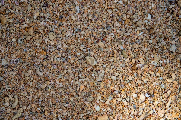 Conchas Junto Mar Guijarros Textura Foto Coral Conchas Playa Arena —  Fotos de Stock