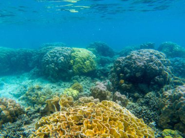 Canlı mercan resif çeşitliliği. Tropik deniz kıyısı sualtı fotoğrafı. Deniz doğası. Sıcak deniz kıyısı. Deniz dibindeki mercan kayalıkları. Okyanus altı yaban hayatı. Mercan resifi manzarası. Yüzeysel su şnorkelleri