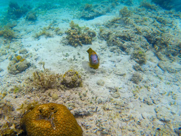 물고기는 카메라로 있습니다 바다의 해저에 산호초입니다 해저에 생물입니다 산호초 고지대 — 스톡 사진