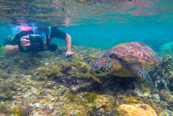 Underwater Photographer Sea Turtle Tourist Activity Snorkeling Turtles Marine Tortoise — Stock Photo, Image