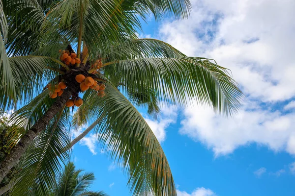 Zelená Dlaň Žlutými Kokosy Modrém Pozadí Oblohy Kokosová Fotka Tropické — Stock fotografie