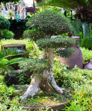 Çiçek saksısında yeşil bonsai ağacı, açık hava bahçe fotoğrafı. Çiçek saksısında küçük bir ağaç. Kalın gövdeli bonsai ağacı yakın plan. Yeşillik ve bitkilerle dolu bir yaz bahçesi. Bahçıvanlık hobisi afişi