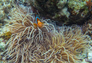 Aktinia 'da turuncu palyaço balığı. Mercan resifi sualtı fotoğrafı. Deniz şakayığında Nemo balığı. Tropik deniz kıyısı şnorkelle yüzmek ya da dalmak. Deniz altı yaban hayatı. Mercan resifi deniz hayvanı. Mercan balıklı deniz tabanı sahnesi
