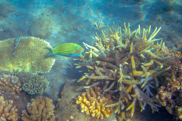 Pesce Chirurgo Blu Giallo Riva Mare Tropicale Foto Subacquea Animali — Foto Stock