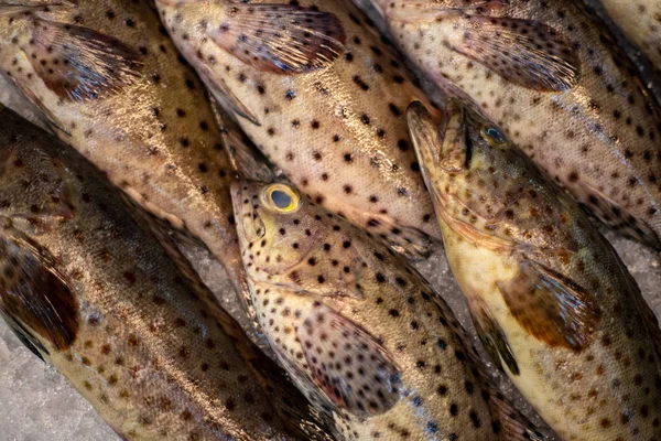 Peces Agua Salada Sobre Hielo Textura Escala Pescado Fondo Fotográfico —  Fotos de Stock