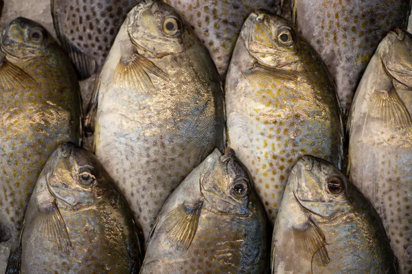 Saltwater fishes on ice. Fish pile texture. Tropical seafood shop photo background. Sea fish catch on market table. Healthy food in supermarket. Rich protein diet ingredient. Seafish on ice display