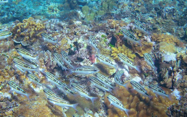 Yellow Fish School Coral Reef Closeup Tropical Sea Animal Underwater — Stock Photo, Image