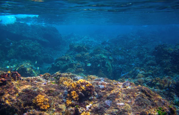 Dascillus Fisk Korallrev Landskap Tropiskt Havsdjur Vattnet Foto Korallrevets Kustlandskap — Stockfoto