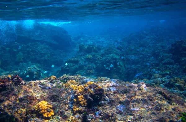 Pesci Coralli Riva Mare Tropicale Foto Subacquea Diversità Marina Natura — Foto Stock