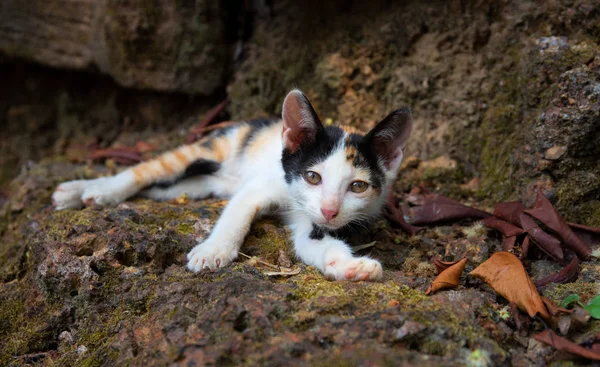 Malé Kotě Ztracené Parku Zbloudilý Portrét Kocoura Rozkošné Kočičí Detailní — Stock fotografie