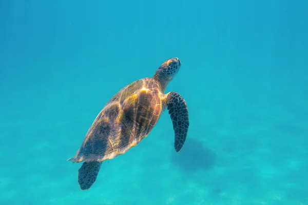 Marine turtle in aqua blue sea. Coral reef animal underwater photo. Marine tortoise undersea. Green turtle in natural environment. Marine animal underwater. Tropical seashore. Oceanic animal portrait