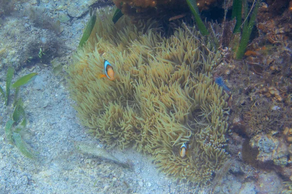 산호초에 흰동가리 피쉬는 아네모네를 먹습니다 바닷가 스노클링이나 다이빙 산호초 물고기가 — 스톡 사진