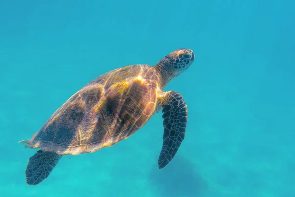 Sea turtle in blue sea closeup. Coral reef animal underwater photo. Marine tortoise undersea. Green turtle in natural environment. Marine animal undersea. Tropical seashore. Oceanic animal portrait