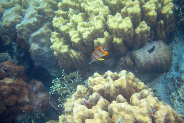 Butterflyfish Amarelo Corais Recife Coral Foto Subaquática Peixe Borboleta Água — Fotografia de Stock