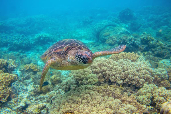 Green turtle in corals underwater photo. Sea turtle closeup. Oceanic animal in wild nature. Summer vacation activity. Snorkeling or diving banner template. Tropical seashore with sea tortoise