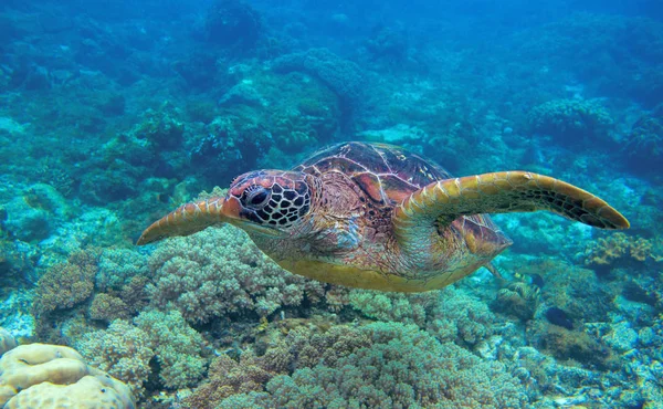 Mercan Resifinde Deniz Kaplumbağası Yaklaşıyor Yeşil Kaplumbağa Sualtı Fotoğrafı Vahşi — Stok fotoğraf