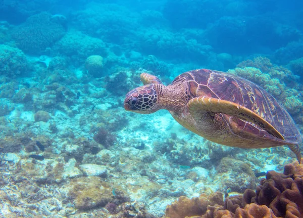 Yeşil Kaplumbağa Sualtı Fotoğrafı Deniz Kaplumbağası Yakın Çekim Vahşi Doğadaki — Stok fotoğraf