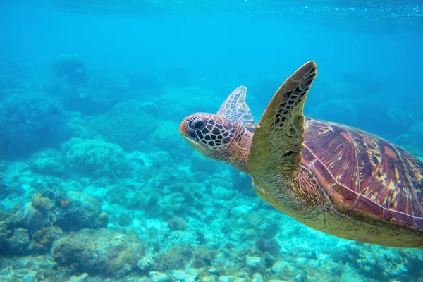 Морская Черепаха Голубой Воде Дружеская Морская Черепаха Подводное Фото Океанические — стоковое фото