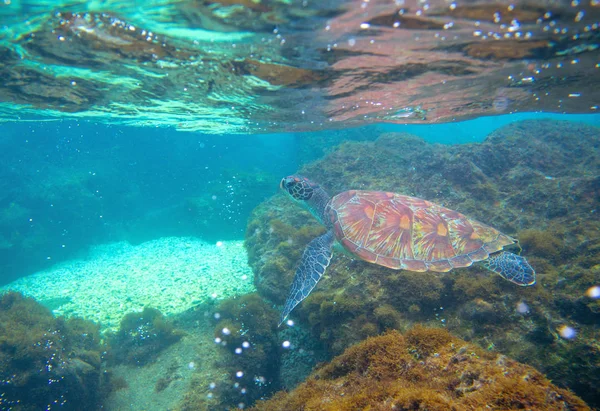 Sea turtle in shallow sea. Exotic marine turtle underwater photo. Oceanic animal in wild nature. Summer vacation activity. Snorkeling or diving banner template. Tropical seashore with sea tortoise