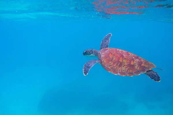 Sea turtle in open sea. Exotic marine turtle under surface photo. Oceanic animal in blue water. Summer vacation activity. Snorkeling or diving banner template. Tropical seashore with sea tortoise