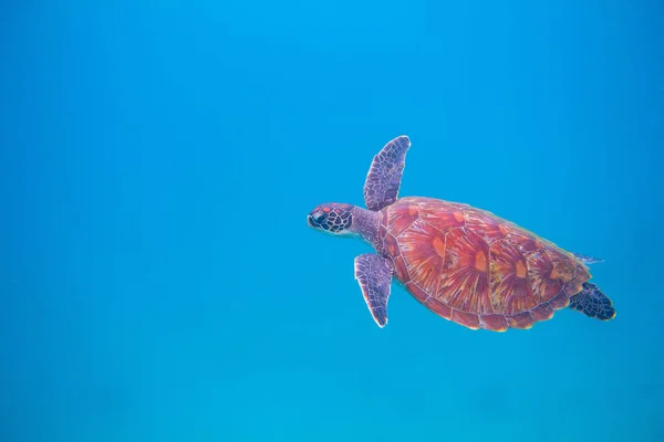 Sea turtle in open sea. Exotic marine turtle underwater photo. Oceanic animal in blue water. Summer vacation activity. Snorkeling or diving banner template. Tropical seashore with sea tortoise