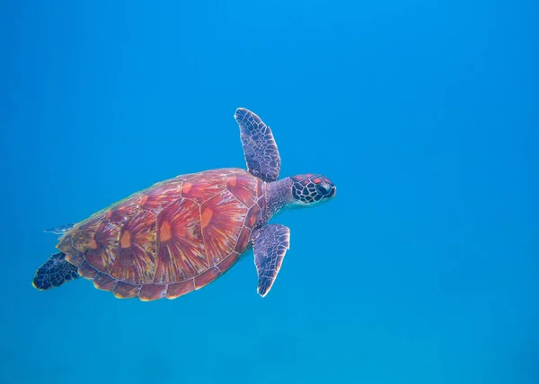 Marine turtle in open sea. Tropical sea turtle underwater photo. Oceanic animal in blue water. Summer vacation activity. Snorkeling or diving banner template. Tropical seashore with sea tortoise