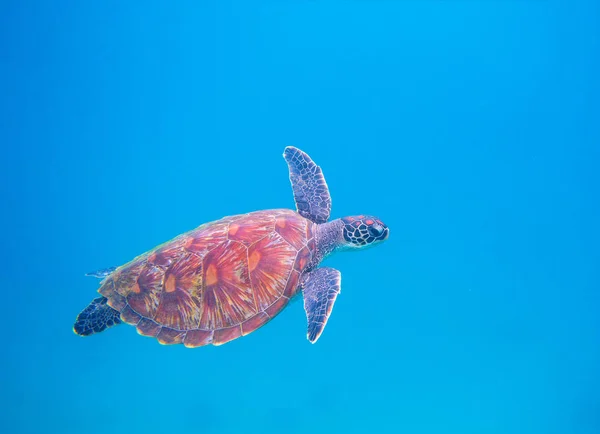 Green turtle in open sea. Tropical sea turtle underwater photo. Marine animal in blue water. Summer vacation activity. Scuba diving banner template. Tropical seashore with sea tortoise. Oceanic animal