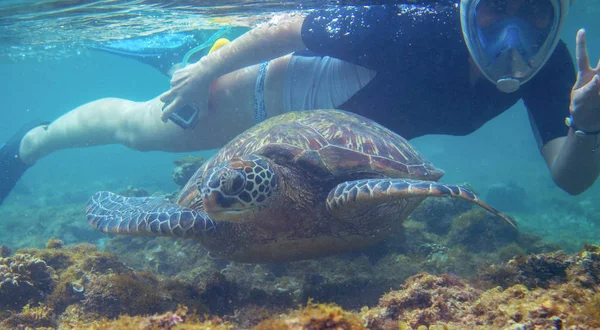 Snorkeling Woman Sea Turtle Tourist Activity Snorkeling Turtles Marine Tortoise — Stock Photo, Image