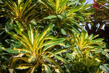 Yeşil sarı yapraklı egzotik bitki. Yeşillik temalı fotoğraf arkaplanı. Tropik bahçe bitkisi yakın plan. Renkli yapraklı dekoratif çiçek. Egzotik bitki örtüsü. Çiçekli yaz bahçesi bitkisi