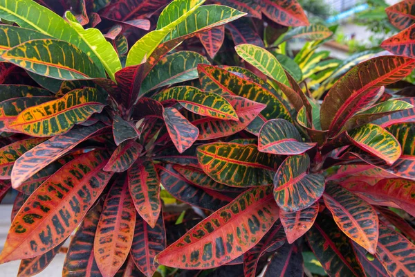 Planta Exótica Con Hojas Verdes Rojas Fondo Foto Verde Tópico — Foto de Stock