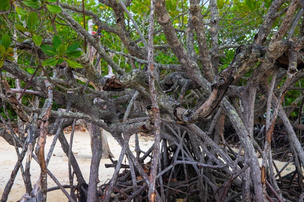 Mangrove tree forest closeup. Mangrove tree roots natural pattern. Coastal land ecosystem. Tropical jungle on seaside. Mangrove tree branches and leaves. Wild nature of seashore environment landscape
