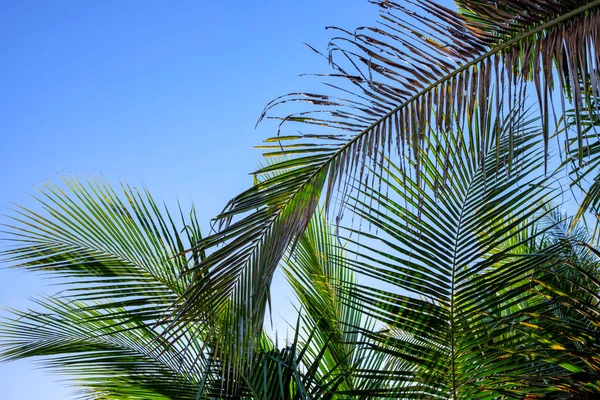 Hoja de palma sobre fondo cielo. Floreciente foto de naturaleza tropical. Plantilla de banner de paraíso tropical soleado con lugar de texto —  Fotos de Stock