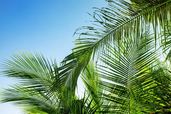 Gökyüzü arka planda palmiye yaprağı. Mavi yeşil tropikal doğa fotoğrafı. Sunny Tropic cennet Banner metin yeri ile şablon. — Stok fotoğraf