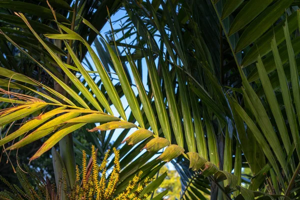 Foglia di palma in luce solare gialla. Giardino tropicale verde foto. Sunny modello di banner paradiso tropicale. Foglia di palma verde — Foto Stock
