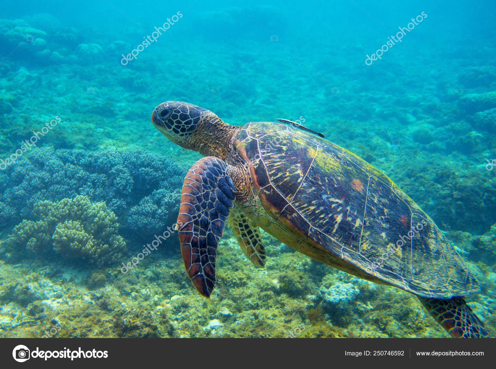 Sea Turtle Swims in The Ocean.Illustration of Tropical Underwater World.Aquarium Fish,Ladies Full Zip Fleece with Pocket S