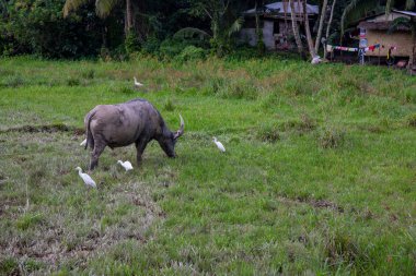 Yeşil alan ve Buffalo ile tropikal kırsal. Filipinler tarım arazi. Çayırda beyaz Herons ile Carabao