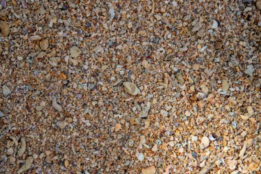 Sahil kabukları ve çakıl doku fotoğraf. Tropikal güneş altında kum sahil mercan ve mermiler.