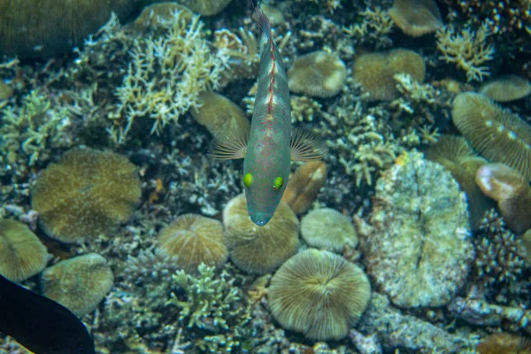 水下景观与珊瑚礁和鱼叉鱼。浅海水域中的珊瑚鱼。热带海滨浮潜 — 图库照片