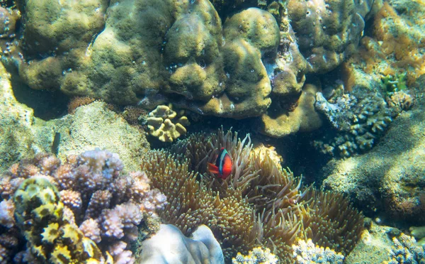 Pesci emo nei coralli. Barriera corallina foto subacquea. Pesce pagliaccio in anemone. Snorkeling o immersioni in riva al mare tropicale — Foto Stock