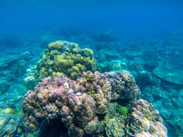 Paisaje submarino con coloridos arrecifes de coral. Foto de animales marinos tropicales bajo el agua. Paisaje perspectiva Seabottom — Foto de Stock